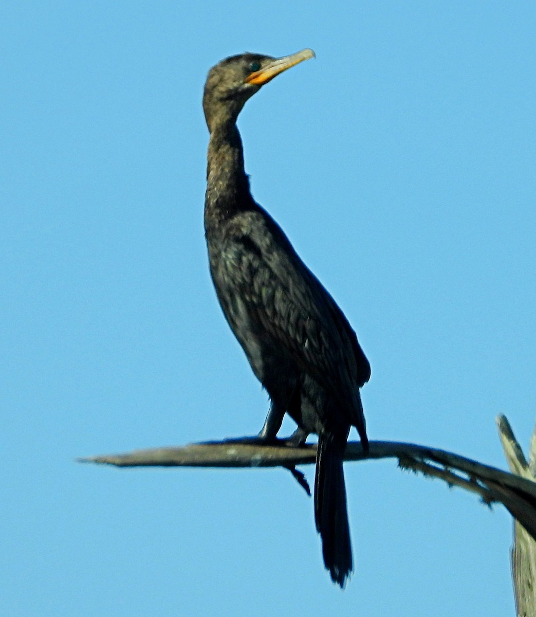 Neotropic Cormorant - ML610065453