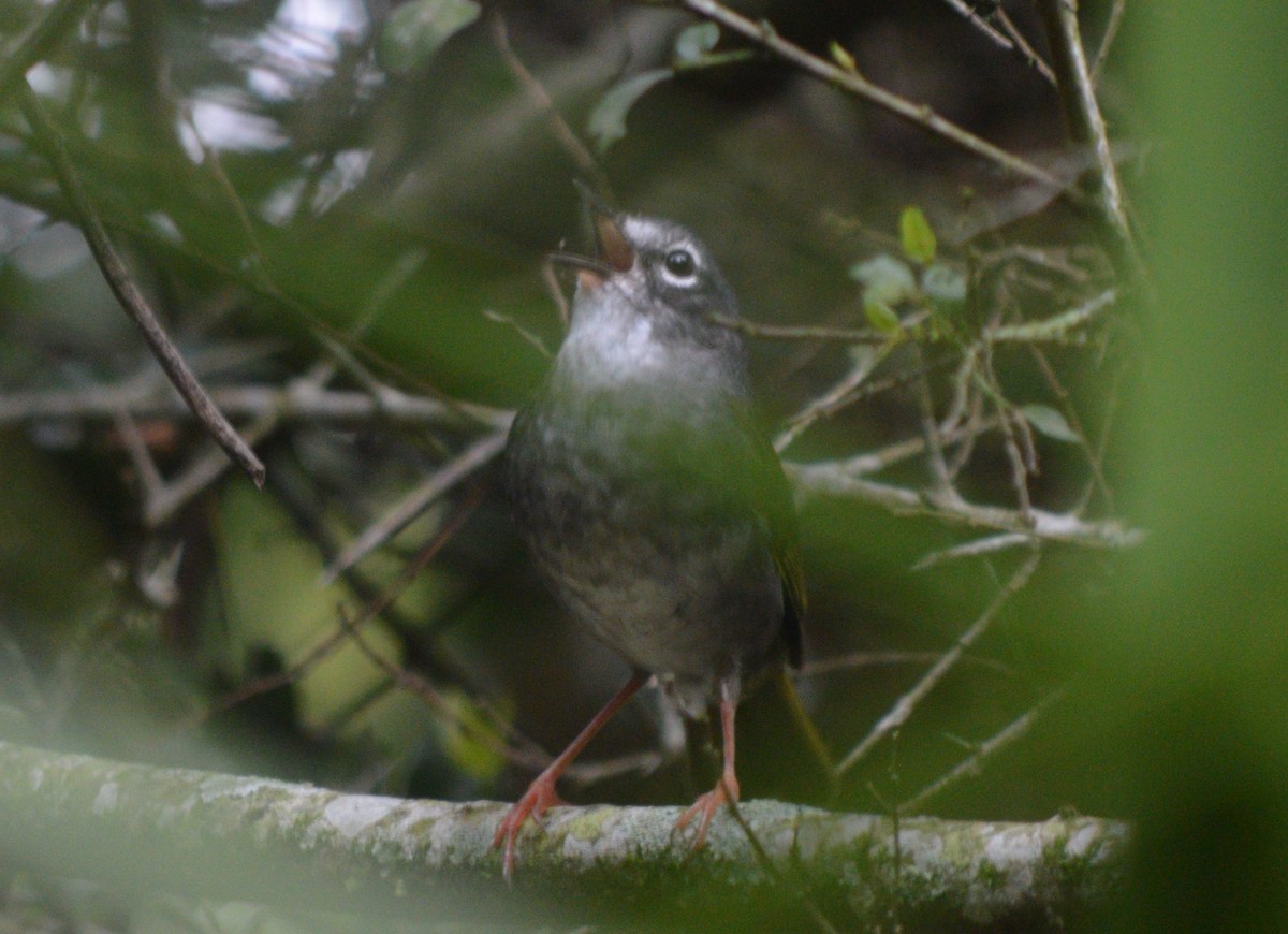 White-browed Warbler - ML610065474