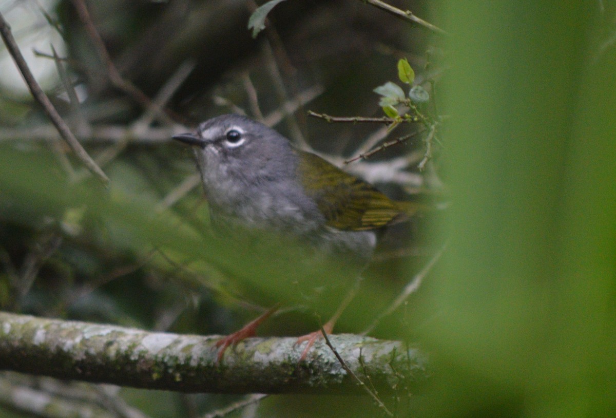 Olivflanken-Waldsänger - ML610065475