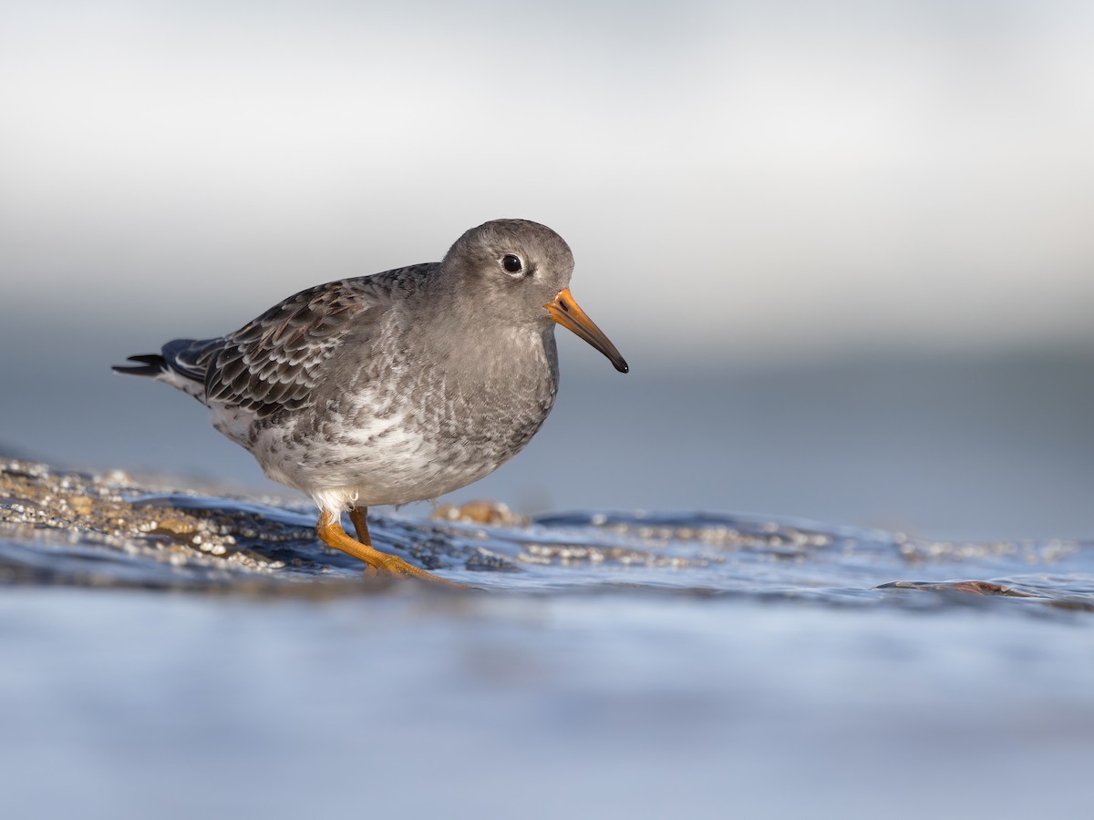 Mor Kumkuşu - ML610065484