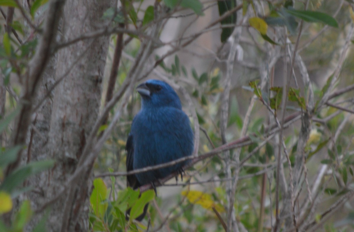 Glaucous-blue Grosbeak - Eloisa Soto