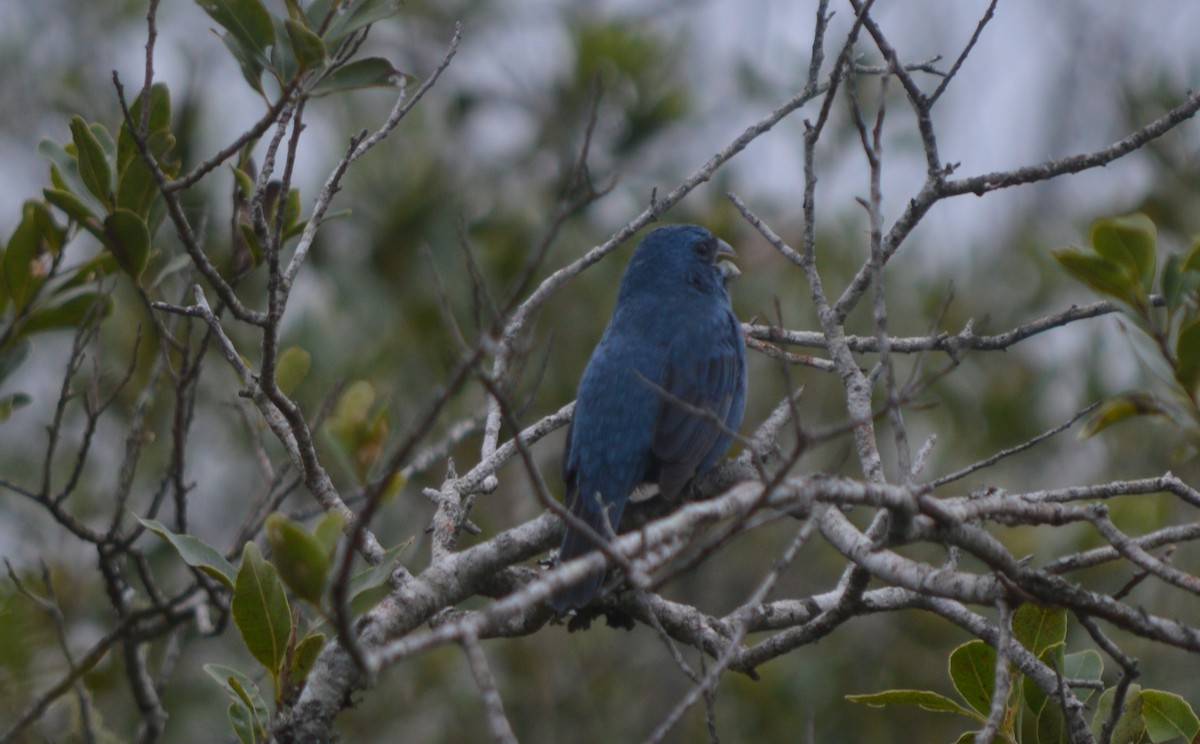 Glaucous-blue Grosbeak - Eloisa Soto