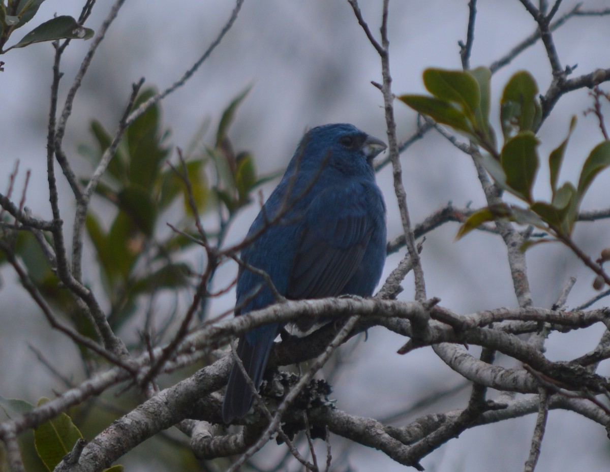 Glaucous-blue Grosbeak - ML610065653