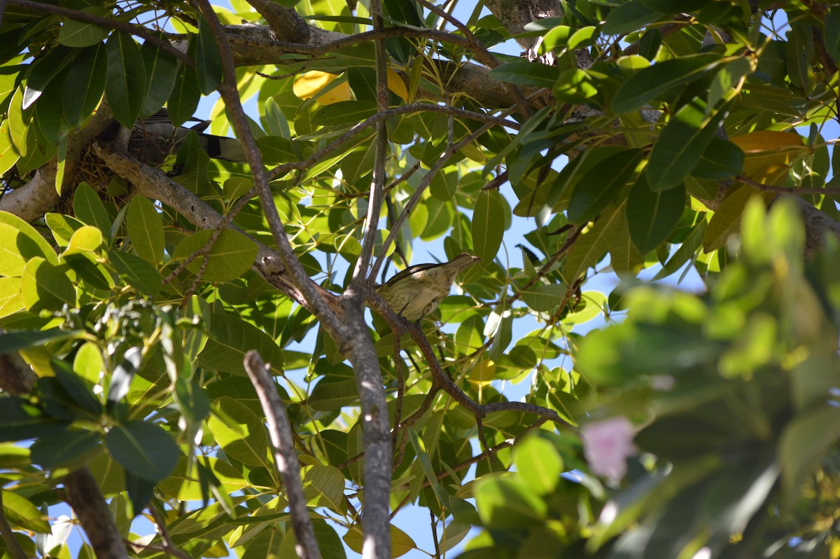 Puerto-Rico-Streifenkopftangare - ML610065727