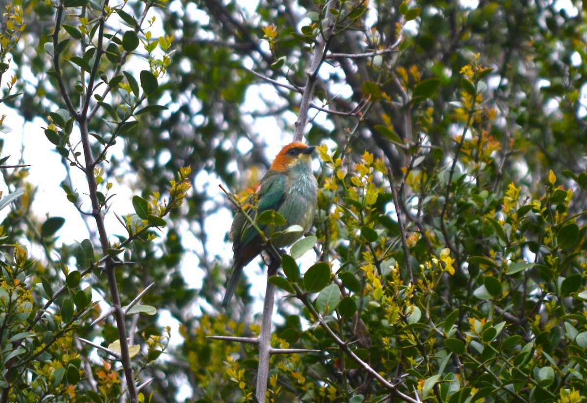 Chestnut-backed Tanager - Eloisa Soto