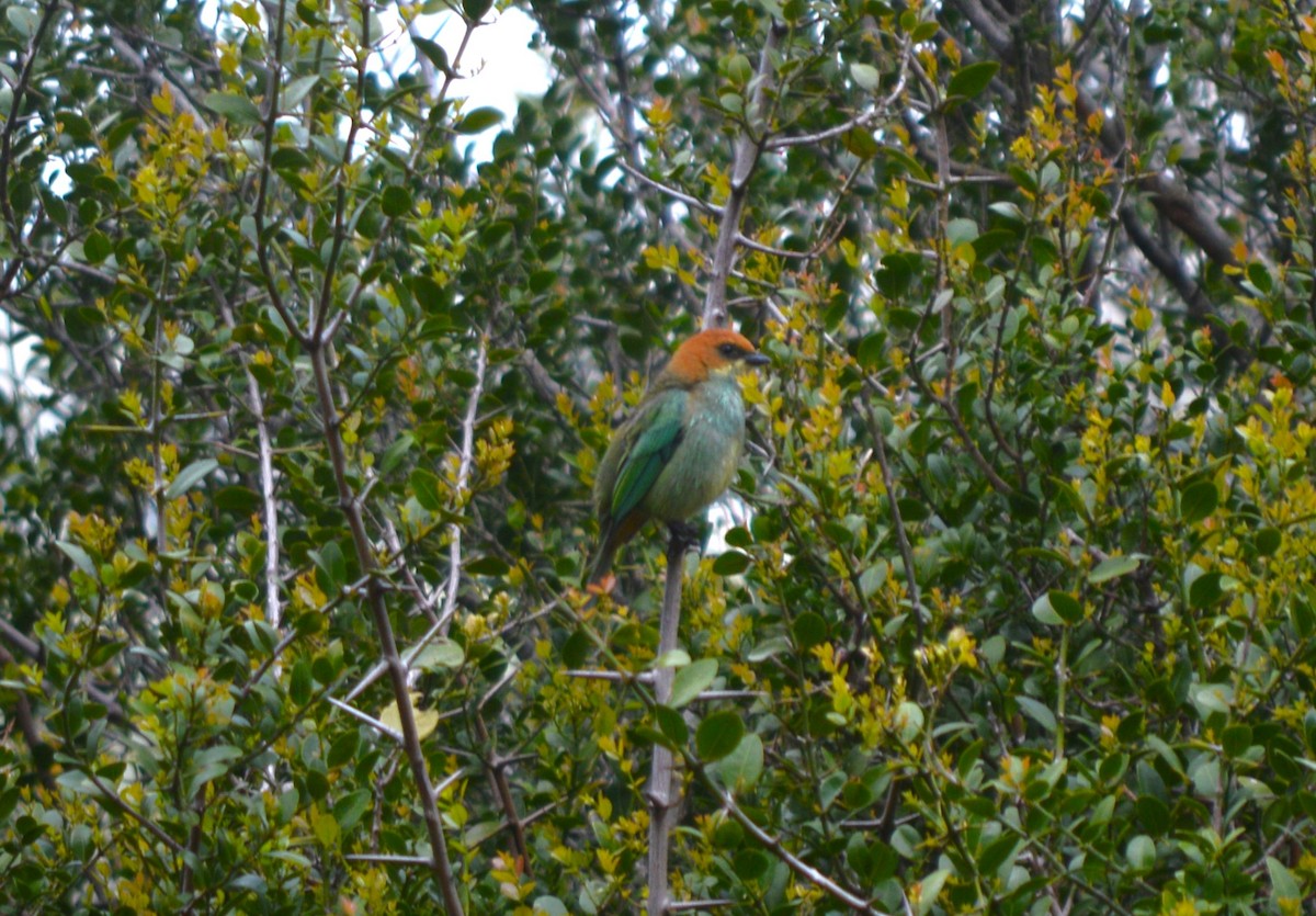 Chestnut-backed Tanager - ML610065732