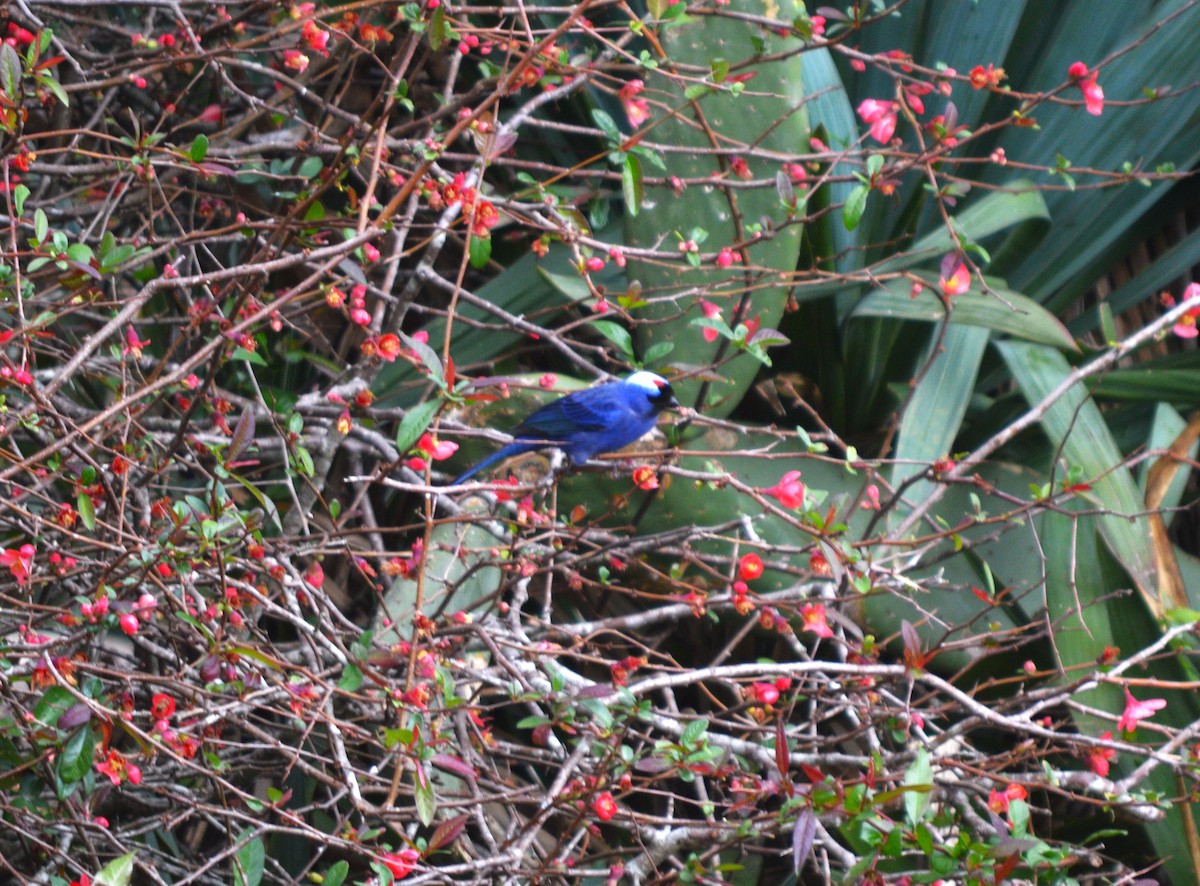 オウカンフウキンチョウ - ML610065804