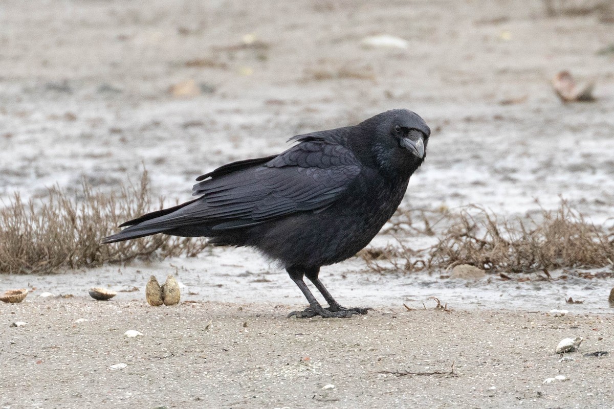 Carrion Crow - ML610065821