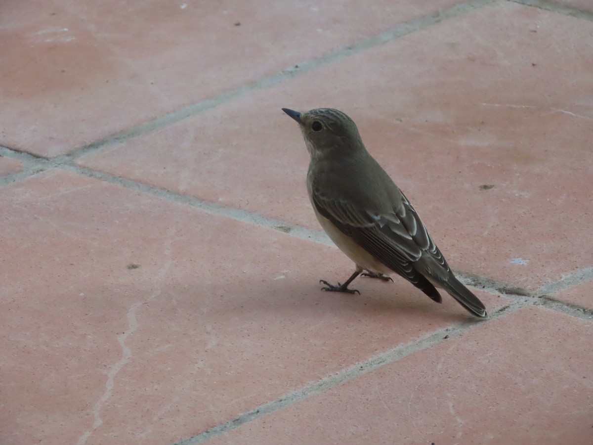 Spotted Flycatcher - ML610065823