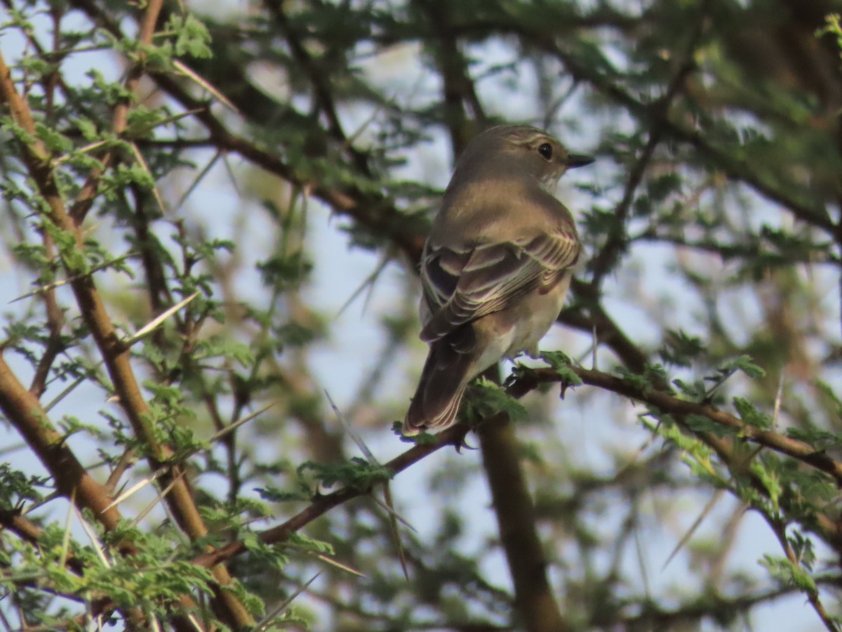 Spotted Flycatcher - ML610065824