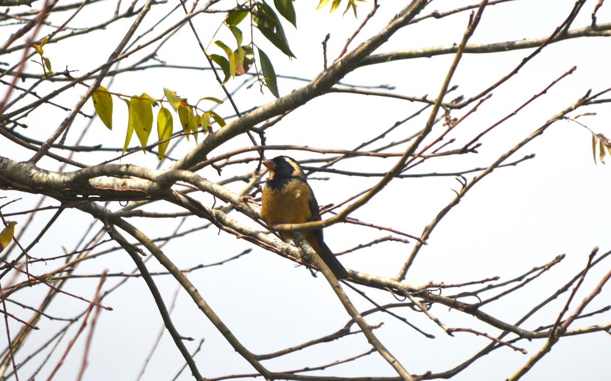 Golden-billed Saltator - ML610065863