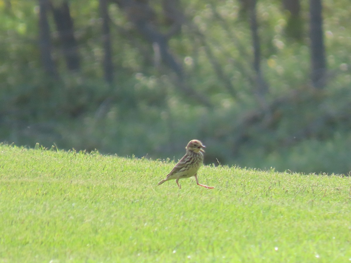 Red-throated Pipit - ML610065877