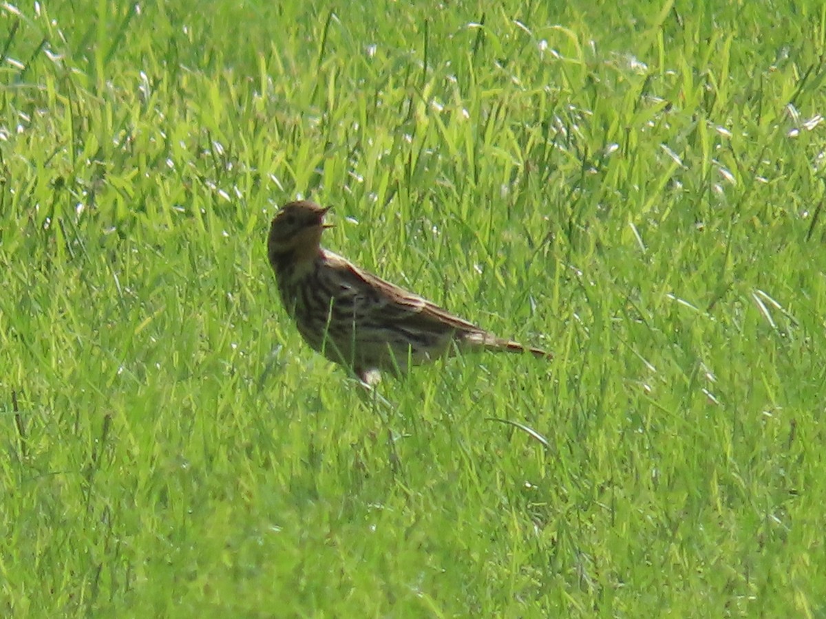 Red-throated Pipit - ML610065878