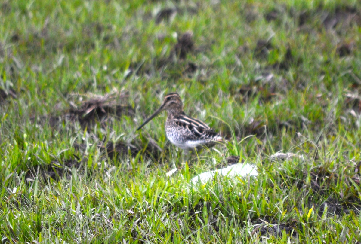 Pantanal Snipe - Eloisa Soto