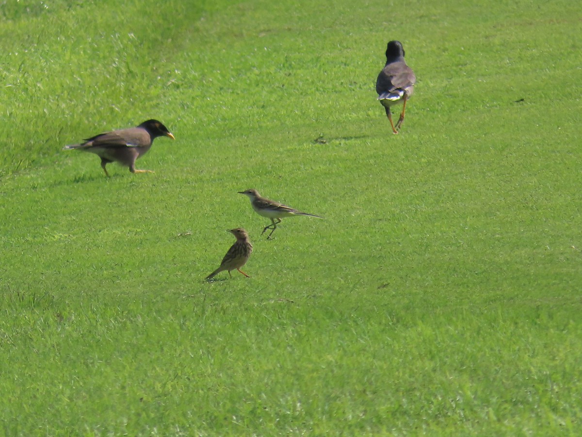 Western Yellow Wagtail - ML610065891