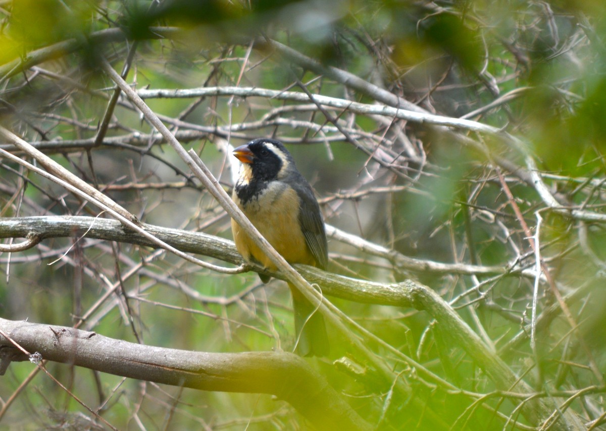 Golden-billed Saltator - ML610065953