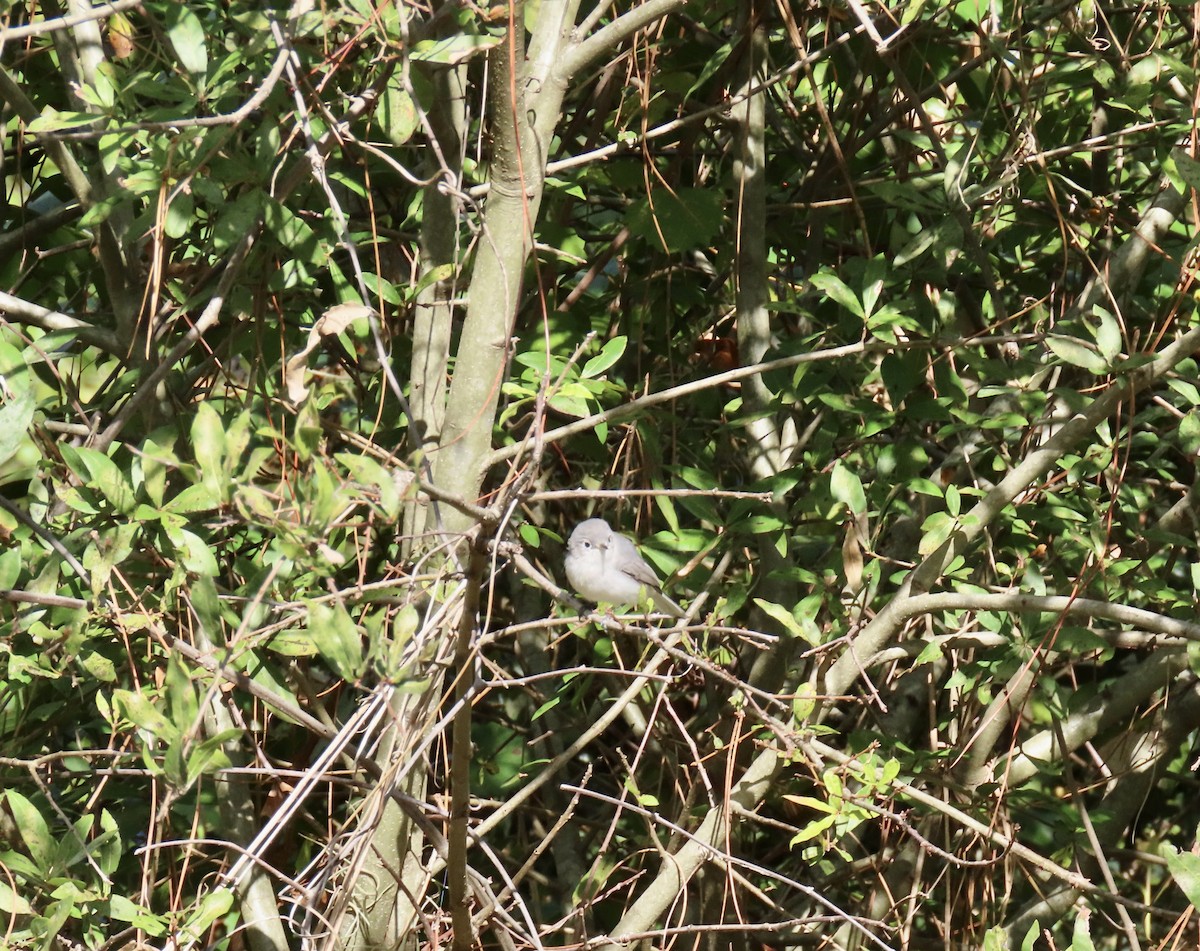 Blue-gray Gnatcatcher - ML610065981