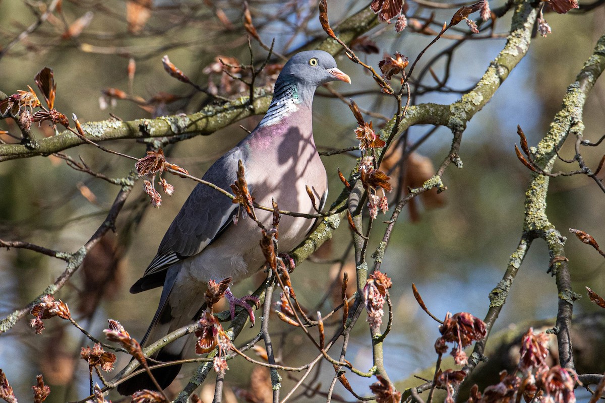 Common Wood-Pigeon - ML610066018
