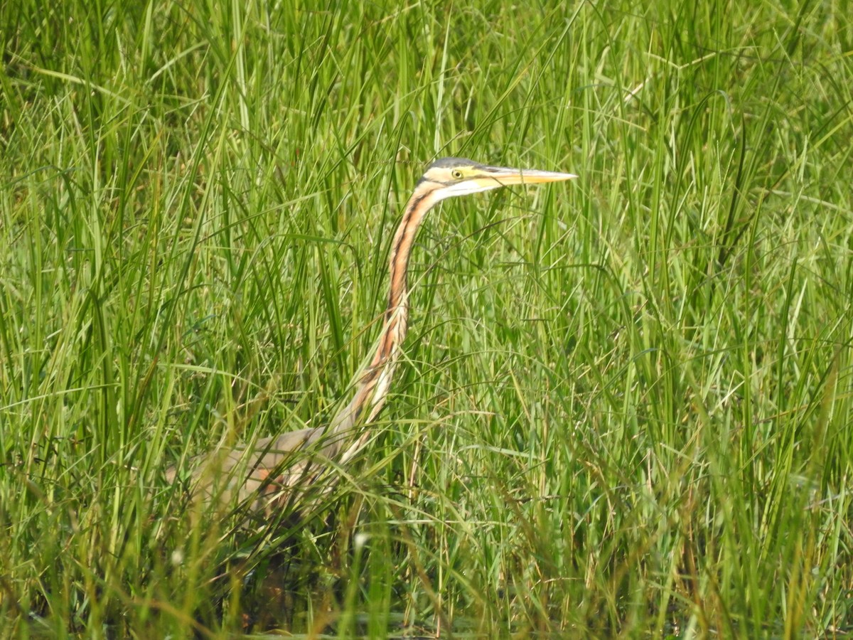 Purple Heron - ML610066192