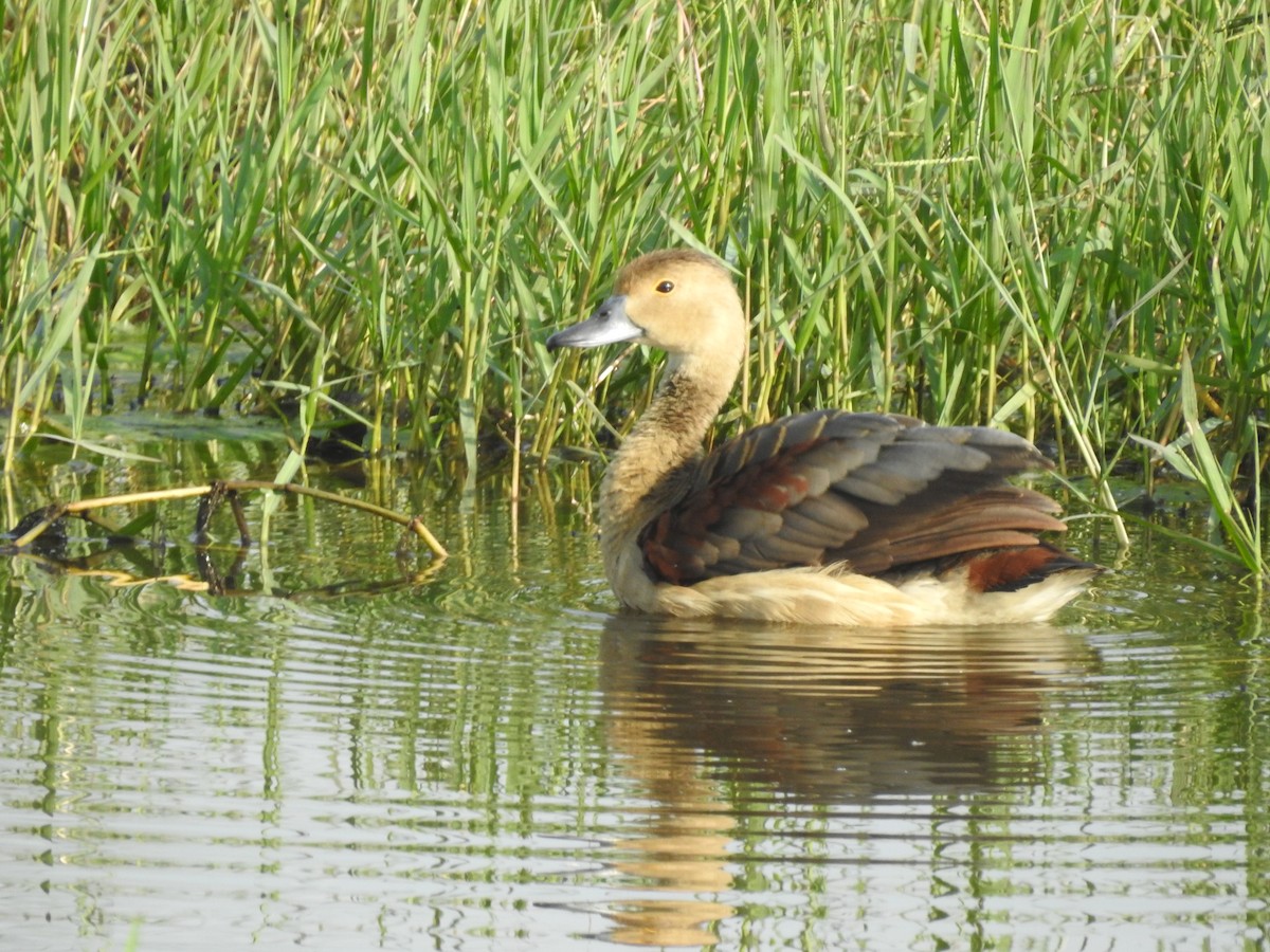 Lesser Whistling-Duck - ML610066204