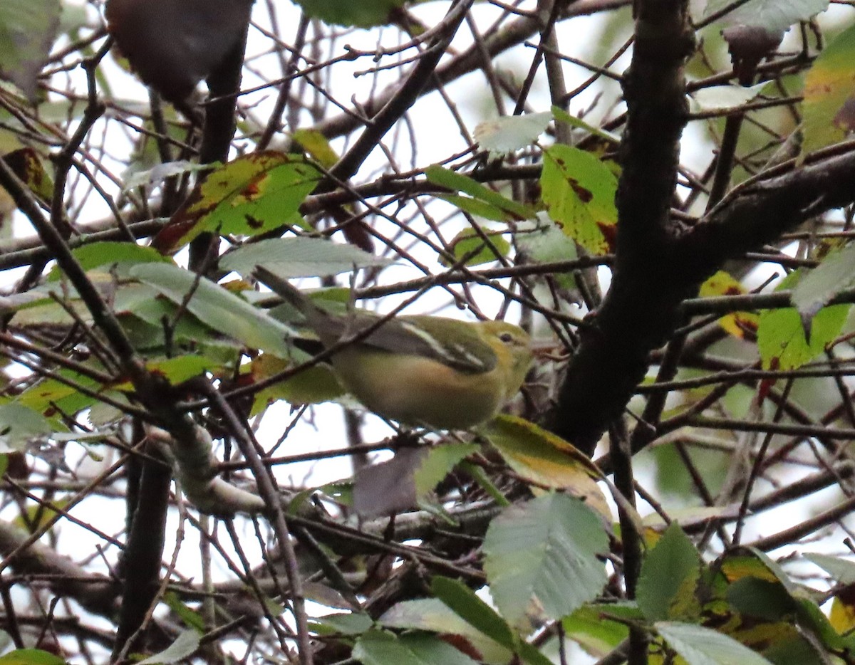 Bay-breasted Warbler - ML610066239