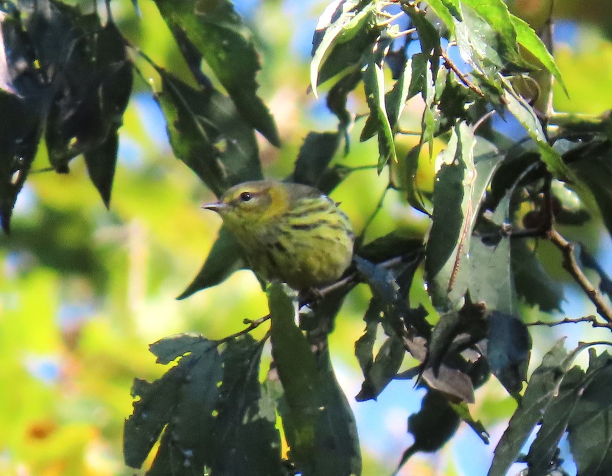 Cape May Warbler - ML610066274