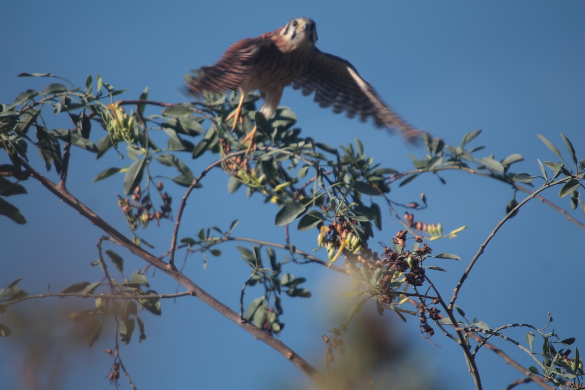 American Kestrel - ML610066291