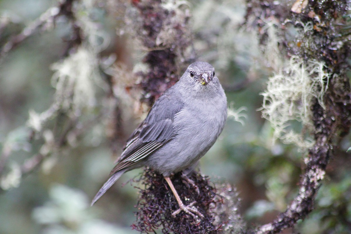 Plumbeous Sierra Finch - ML610066345