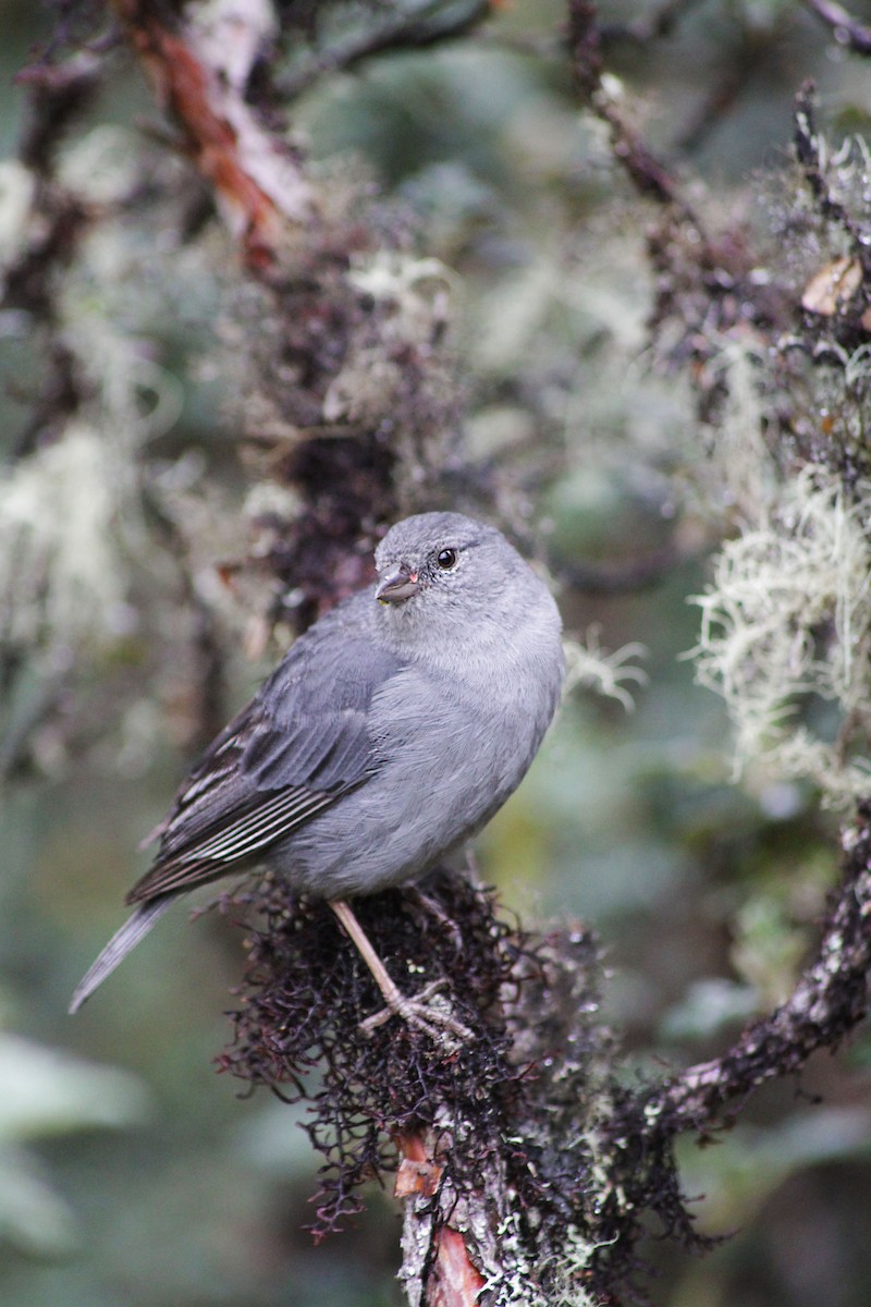 Plumbeous Sierra Finch - ML610066346