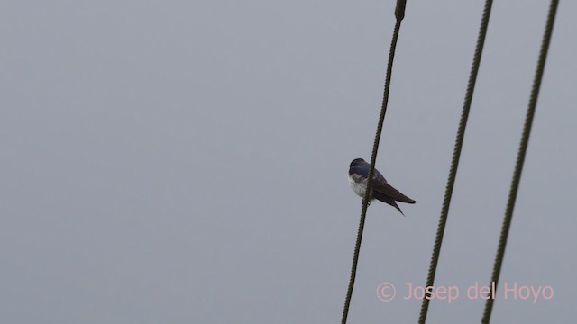 Golondrina Barranquera (cyanoleuca) - ML610066388