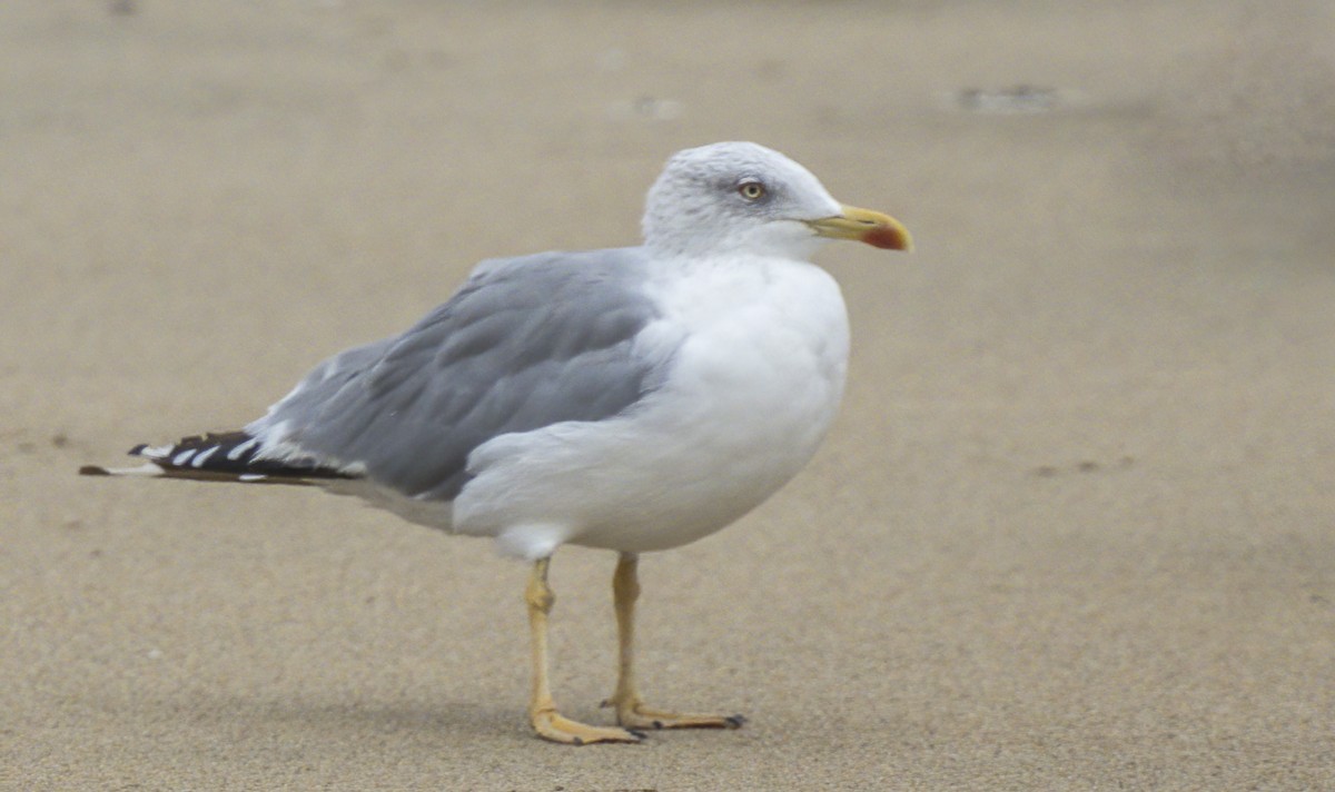 Yellow-legged Gull - Francisco Pires