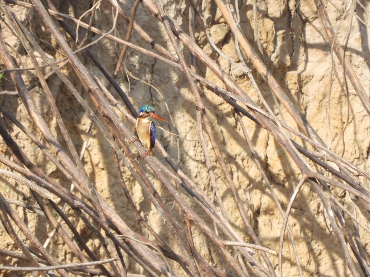 Malachite Kingfisher (Mainland) - ML610066492