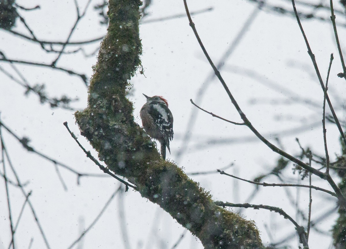 Middle Spotted Woodpecker - ML610066495