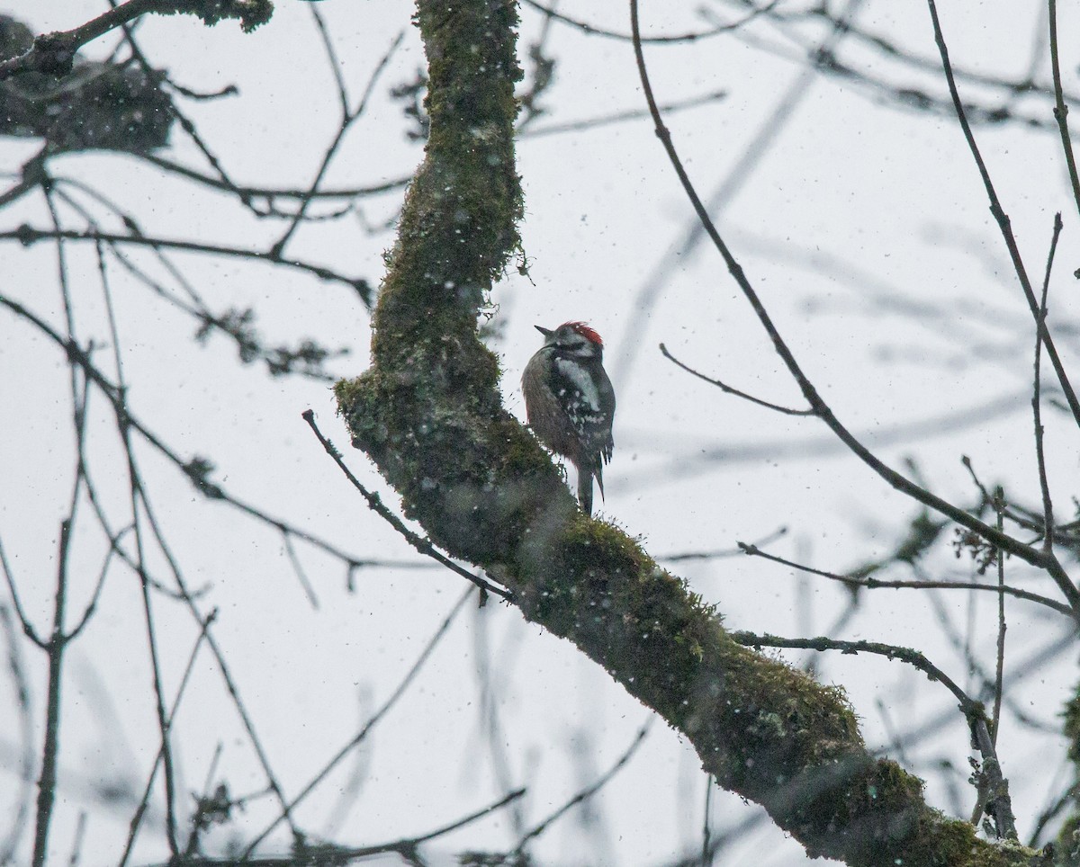 Middle Spotted Woodpecker - ML610066496