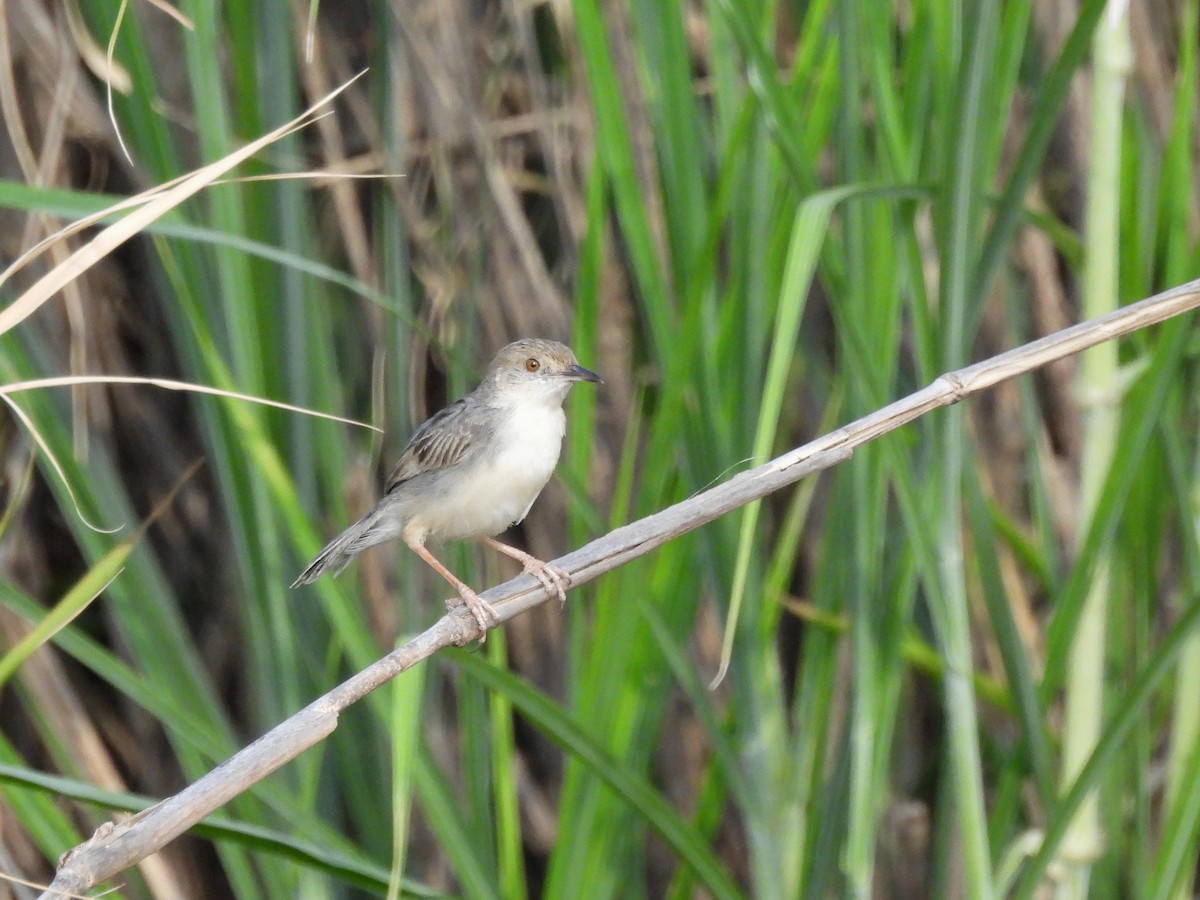 White-tailed Cisticola - ML610066568