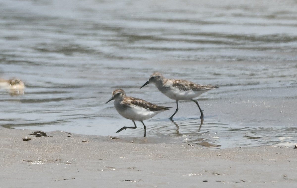 Least Sandpiper - ML610066573
