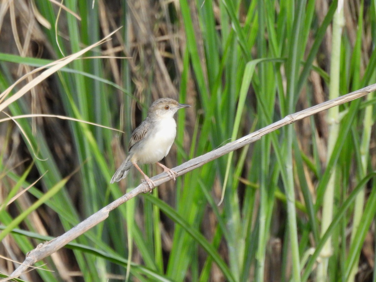 White-tailed Cisticola - Mark Smiles