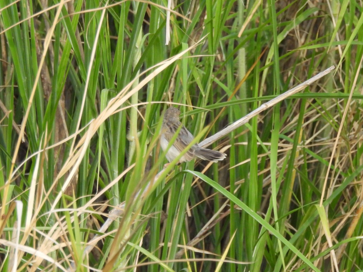 White-tailed Cisticola - Mark Smiles