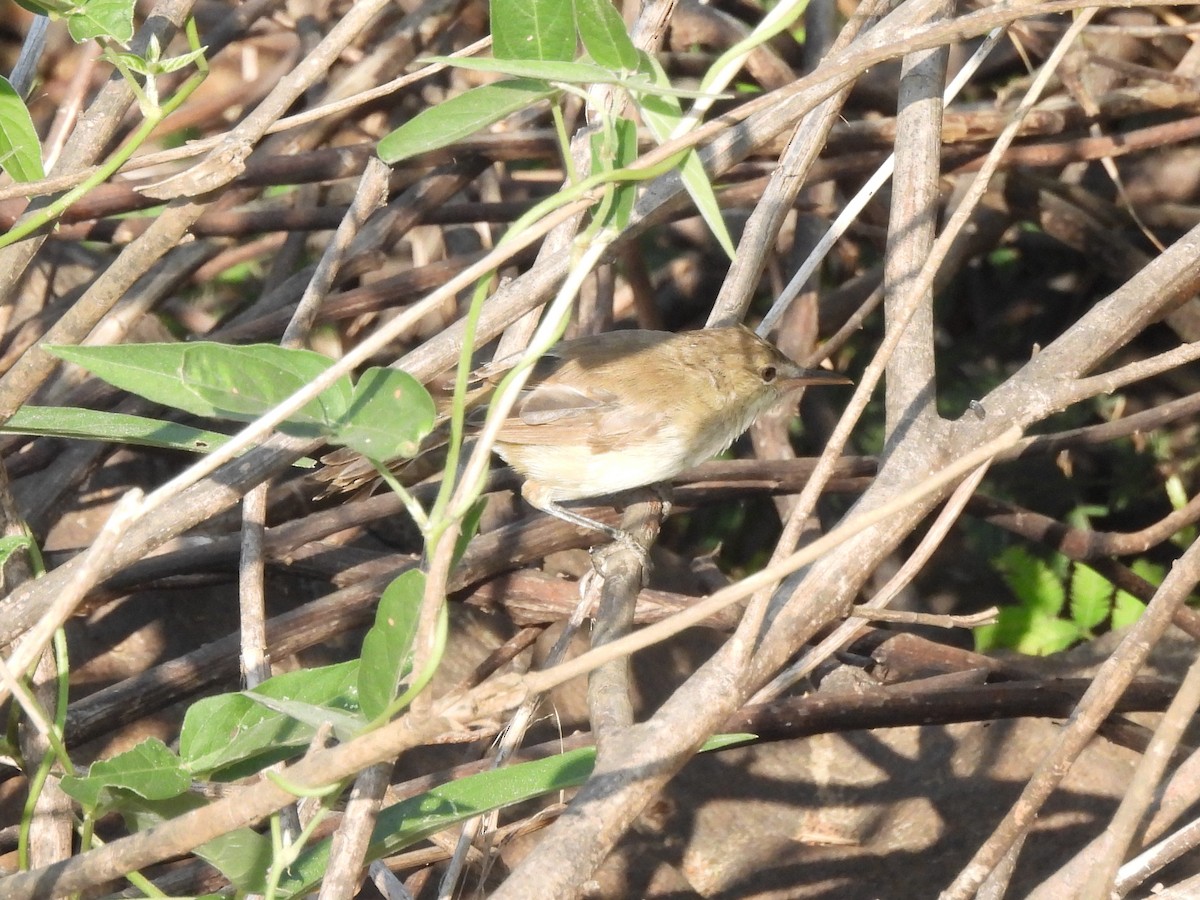 Basra Reed Warbler - ML610066640