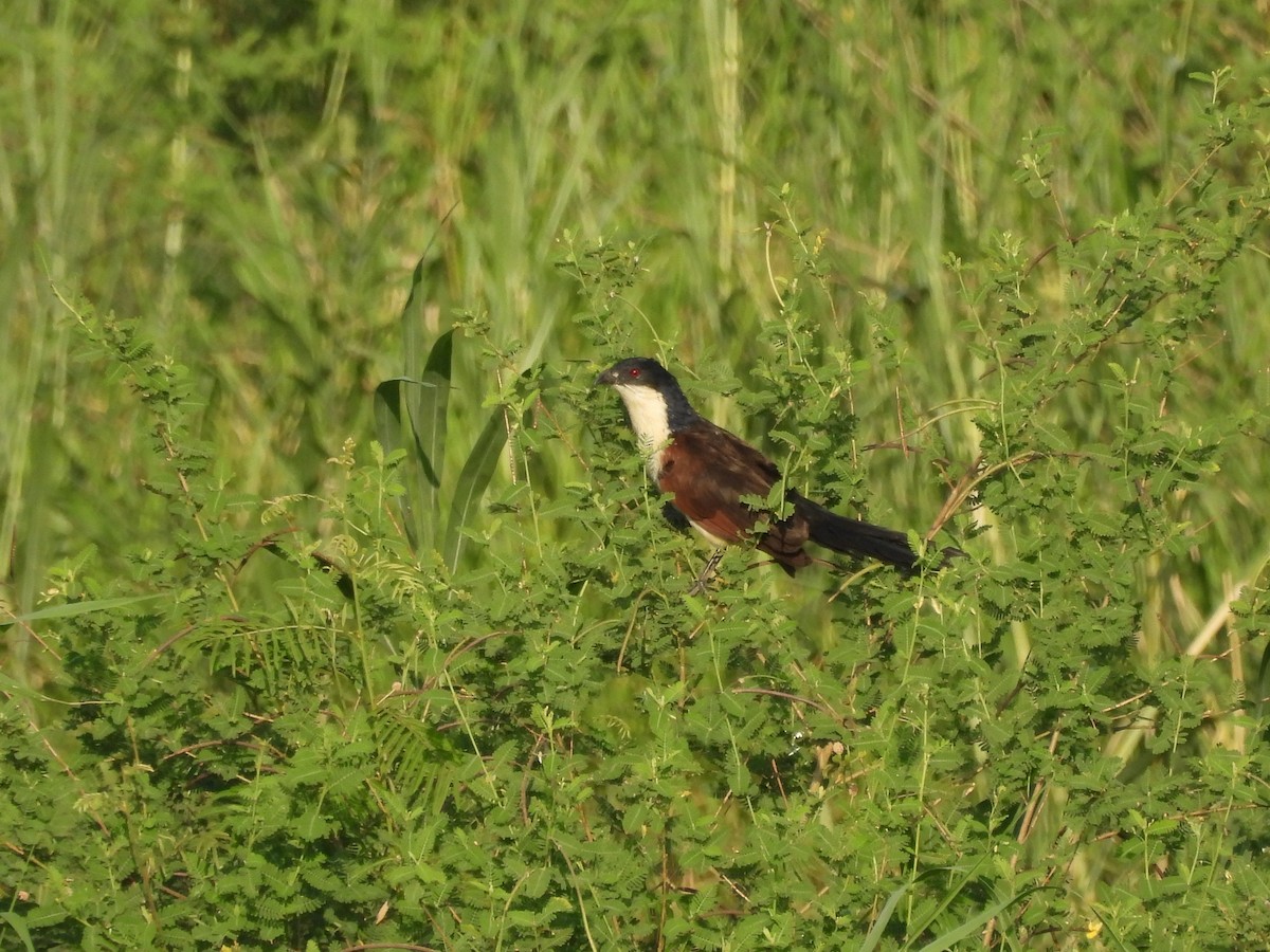 Coppery-tailed Coucal - ML610066680