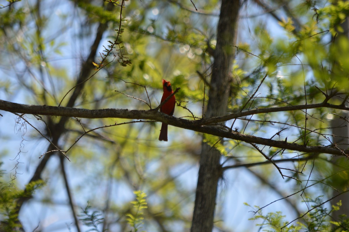 Northern Cardinal - ML610066703