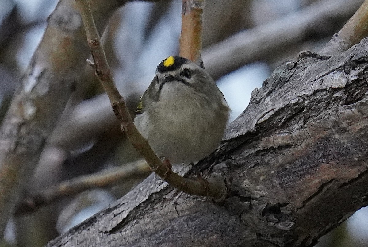 Golden-crowned Kinglet - ML610066711