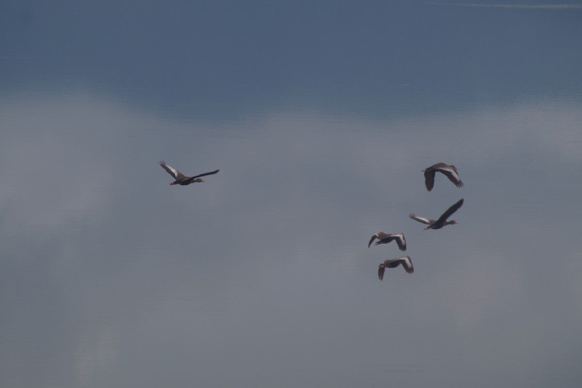 Black-bellied Whistling-Duck - ML610066740