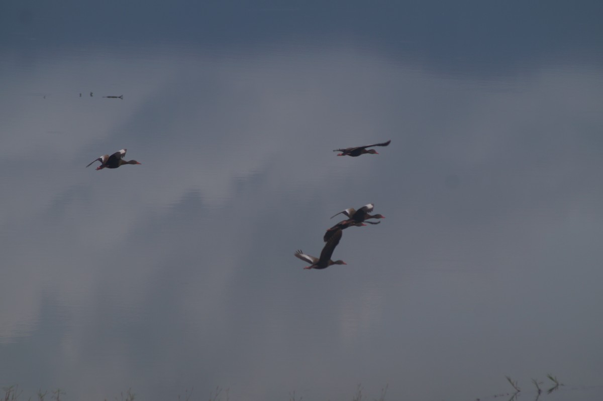 Black-bellied Whistling-Duck - ML610066741