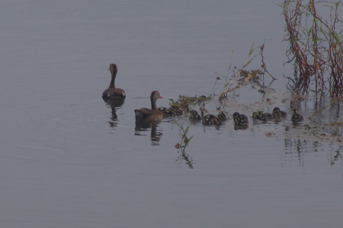 Black-bellied Whistling-Duck - ML610066742