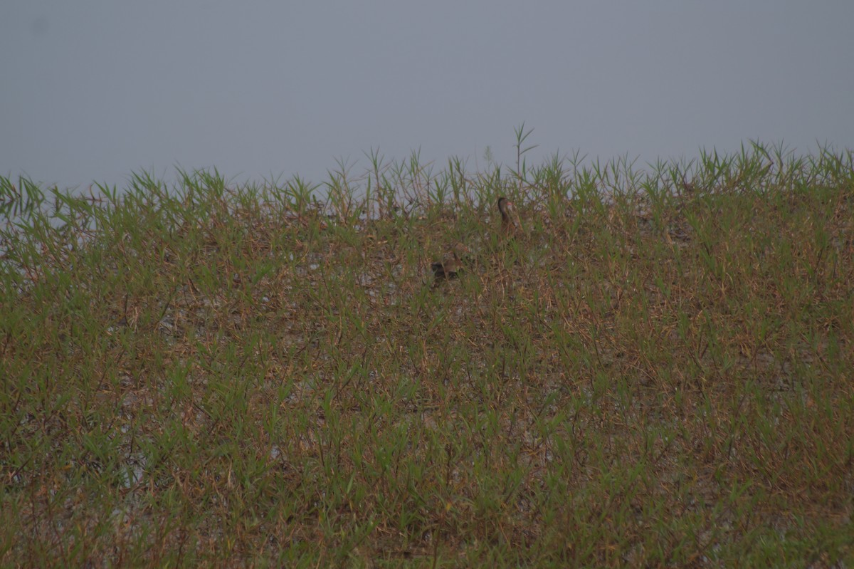 Black-bellied Whistling-Duck - ML610066743