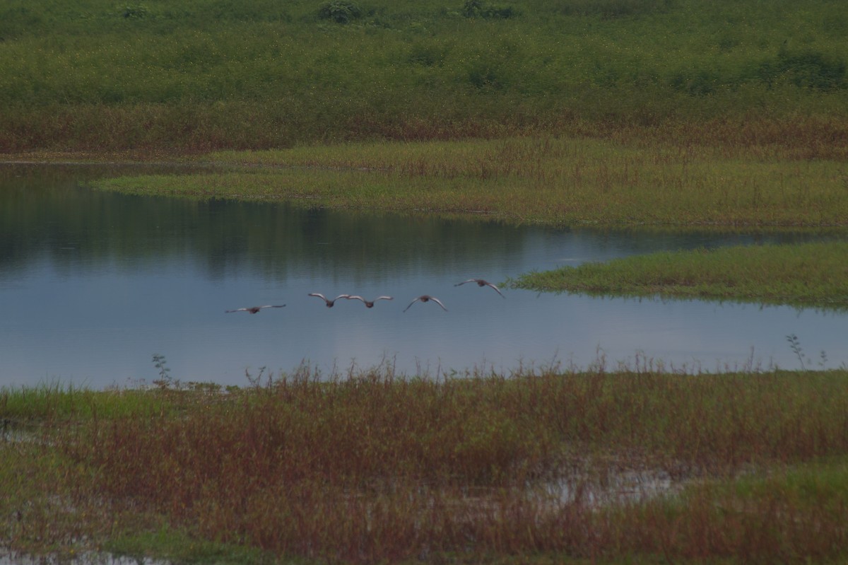 Black-bellied Whistling-Duck - Federación Nacional de Cultivadores de Palma de Aceite Fedepalma