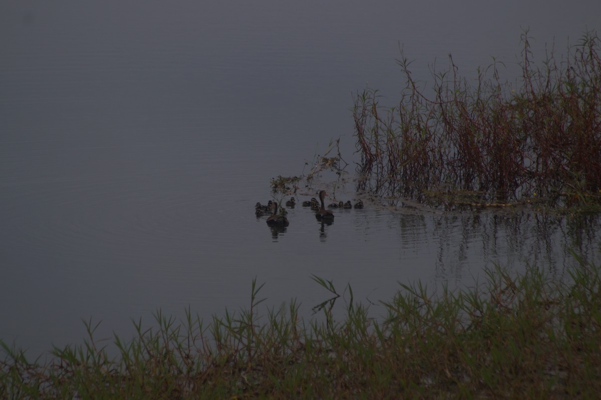 Black-bellied Whistling-Duck - ML610066747