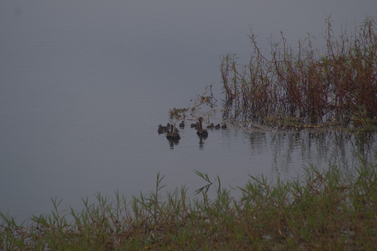 Black-bellied Whistling-Duck - ML610066748