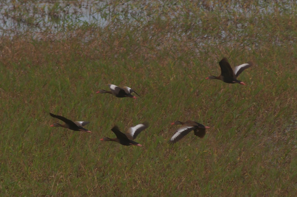 Black-bellied Whistling-Duck - ML610066750